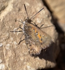 Aloeides thyra thyra