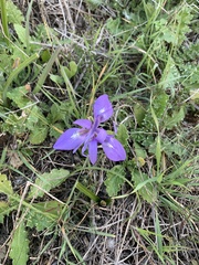 Moraea sisyrinchium