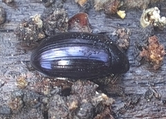 Platydema violacea