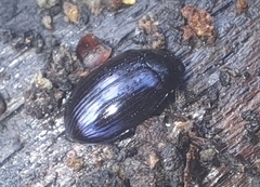 Platydema violacea