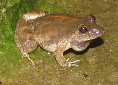 Minervarya syhadrensis