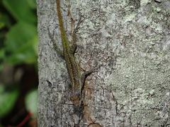 Anolis roquet