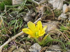 Gagea bohemica