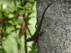 Anolis roquet