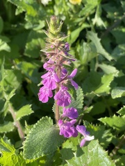 Stachys drummondii