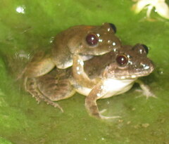 Minervarya syhadrensis