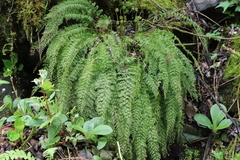 Asplenium prolongatum