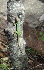 Anolis roquet