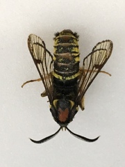 Sesia spartani