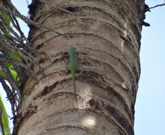 Anolis roquet