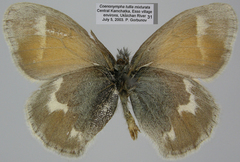 Coenonympha tullia mixturata