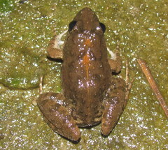 Minervarya syhadrensis