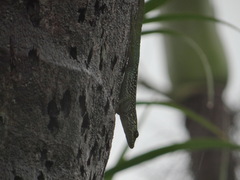 Anolis roquet