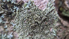 Hyperphyscia adglutinata