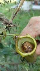 Dendropsophus columbianus