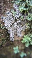 Arthonia radiata