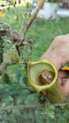 Dendropsophus columbianus