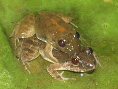 Minervarya syhadrensis