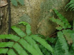 Diploderma swinhonis