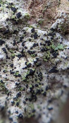 Alyxoria varia