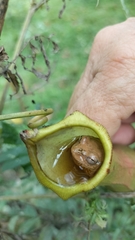 Dendropsophus columbianus