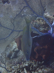 Acanthuriformes