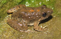 Minervarya syhadrensis