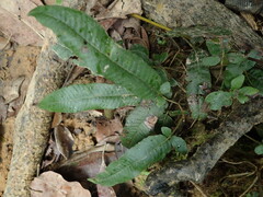 Grypothrix triphylla