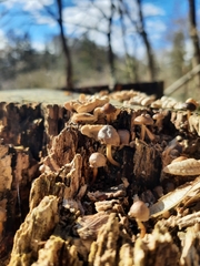 Mycena tintinnabulum