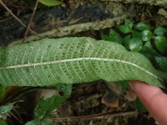 Grypothrix triphylla