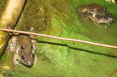 Minervarya syhadrensis