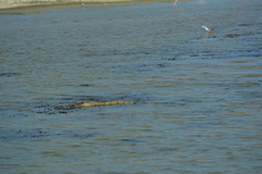 Crocodylus palustris