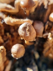 Mycena tintinnabulum