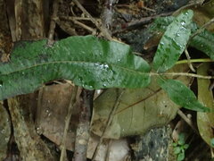 Grypothrix triphylla