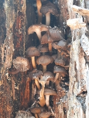 Mycena tintinnabulum