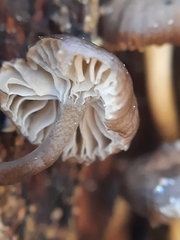 Mycena tintinnabulum