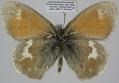 Coenonympha tullia mixturata