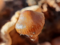 Mycena tintinnabulum