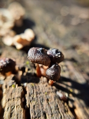 Mycena tintinnabulum