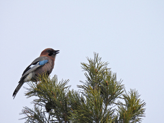 Garrulus glandarius brandtii