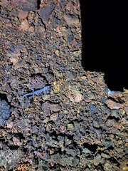 Phyllodactylus baurii