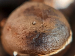 Mycena tintinnabulum