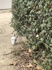 Columba livia domestica