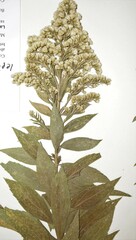 Solidago lepida salebrosa