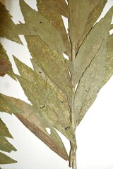 Solidago lepida salebrosa