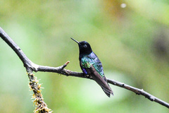 Boissonneaua jardini