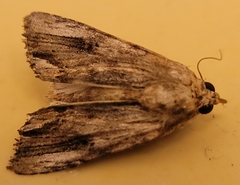 Spodoptera eridania