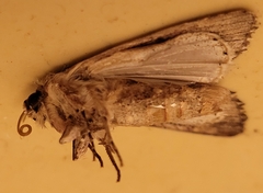 Spodoptera eridania