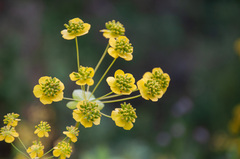 Bupleurum aureum