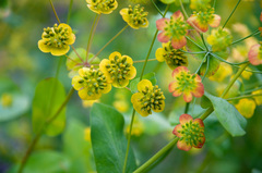 Bupleurum aureum